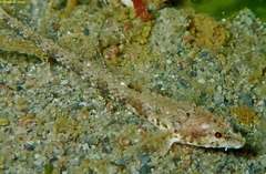 Odontopyxis trispinosa