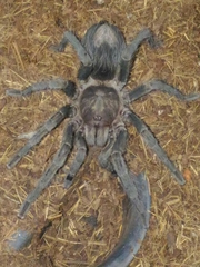 Plesiopelma