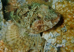 Artedius harringtoni
