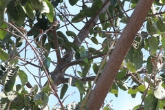 Forpus cyanopygius insularis