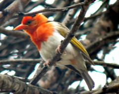 Anaplectes rubriceps rubriceps