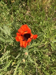 Papaver × pseudo-orientale