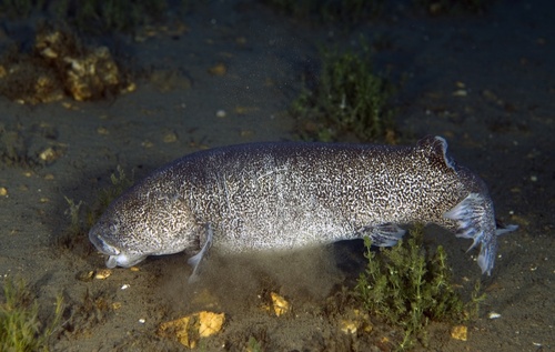 Bigmouth galaxias (Galaxias platei) — Galaxiidae