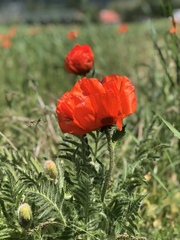 Papaver × pseudo-orientale