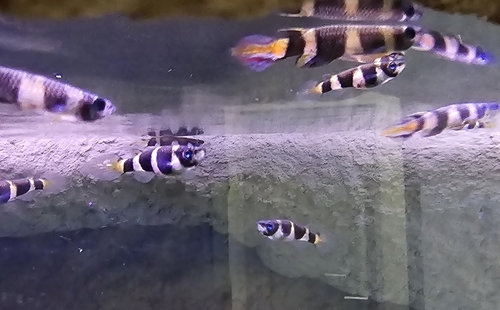 Banded panchax (Epiplatys annulatus) — Nothobranchiidae — 5