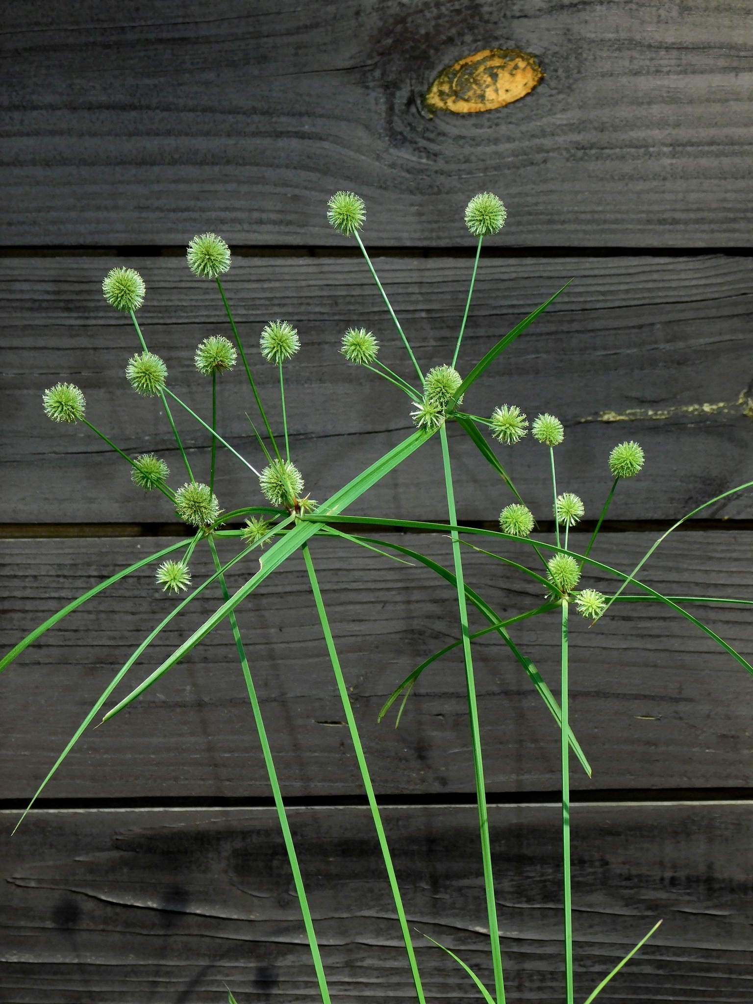 Cyperus echinatus