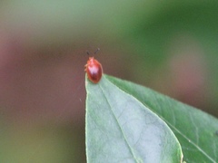 Stenotarsus blatchleyi