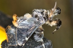 Paleophobetron