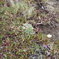 Potentilla crebridens