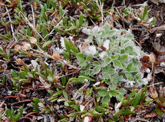 Potentilla crebridens