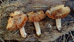 Cortinarius eldoradoensis