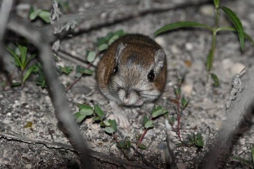 Nelson's Kangaroo Rat (Dipodomys nelsoni)