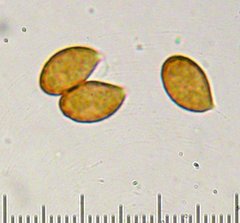 Cortinarius eldoradoensis