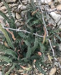 Astrolepis cochisensis