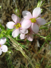 Sabatia brachiata