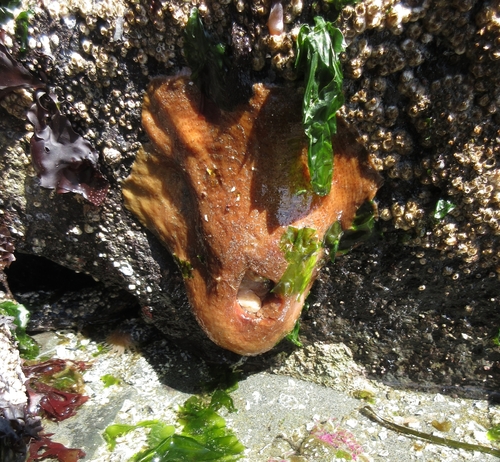 Actiniidae