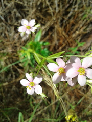 Sabatia brachiata