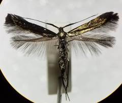 Coleophora deauratella