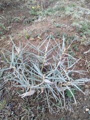 Asclepias brachystephana