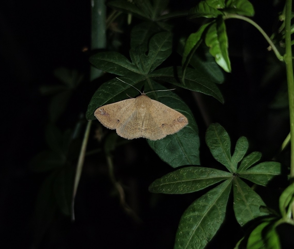 Ericeia congregata