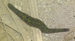 Haemopis marmorata
