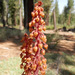Woodland Pinedrops - Photo (c) 101595408250610106310, some rights reserved (CC BY), uploaded by Justin