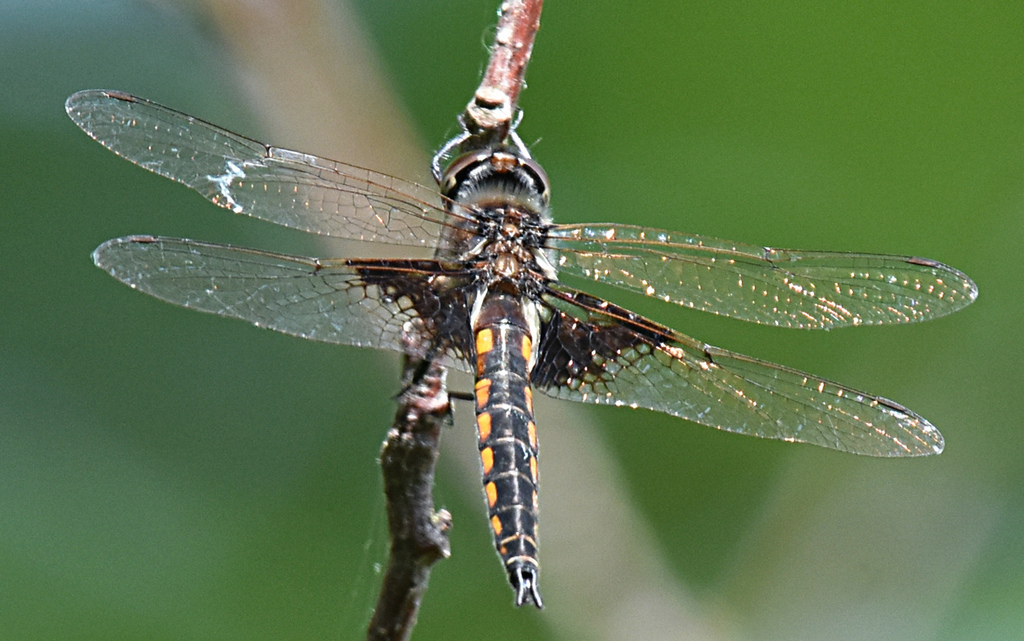 Mantled Baskettail