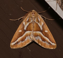 Caripeta angustiorata