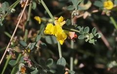 Acmispon junceus biolettii
