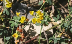 Acmispon junceus biolettii