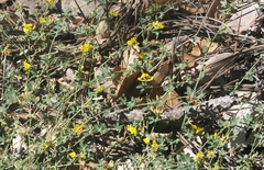 Acmispon junceus biolettii