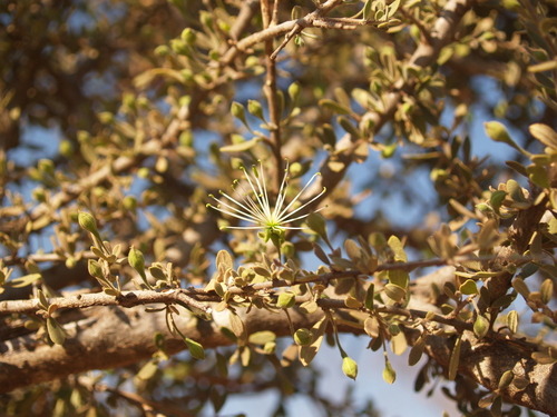 Dwarf Bush Cherry