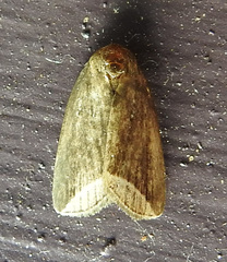 Capis curvata