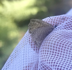 Leptotes marina