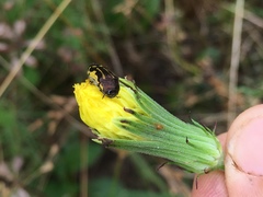 Acmaeodera pulchella