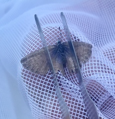 Leptotes marina