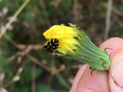 Acmaeodera pulchella