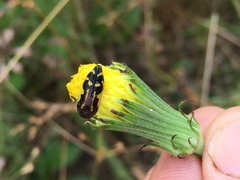 Acmaeodera pulchella