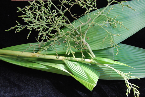 Joinvillea ascendens