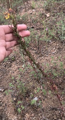 Camissoniopsis hirtella