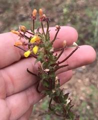 Camissoniopsis hirtella