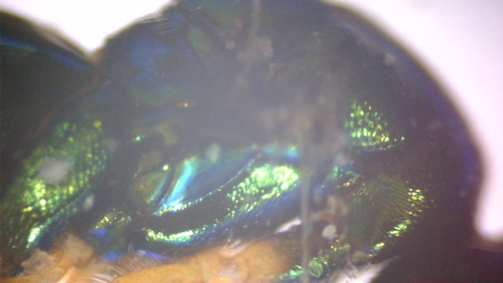 Torymus chloromerus