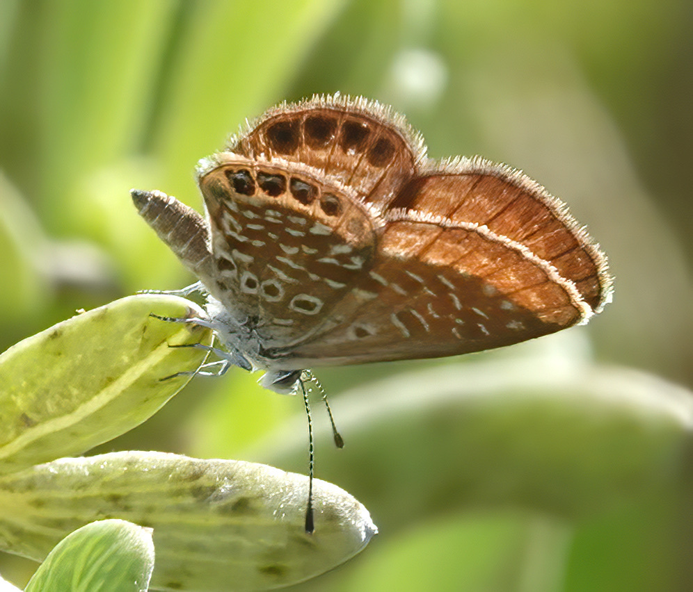 Eastern Pygmy-Blue