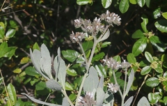 Eriodictyon traskiae