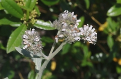 Eriodictyon traskiae