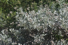 Eriodictyon traskiae