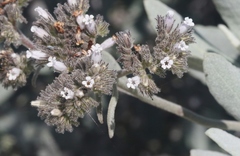 Eriodictyon traskiae