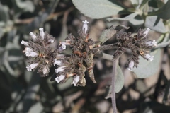 Eriodictyon traskiae