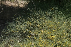 Acmispon junceus biolettii