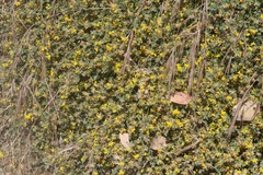 Acmispon junceus biolettii